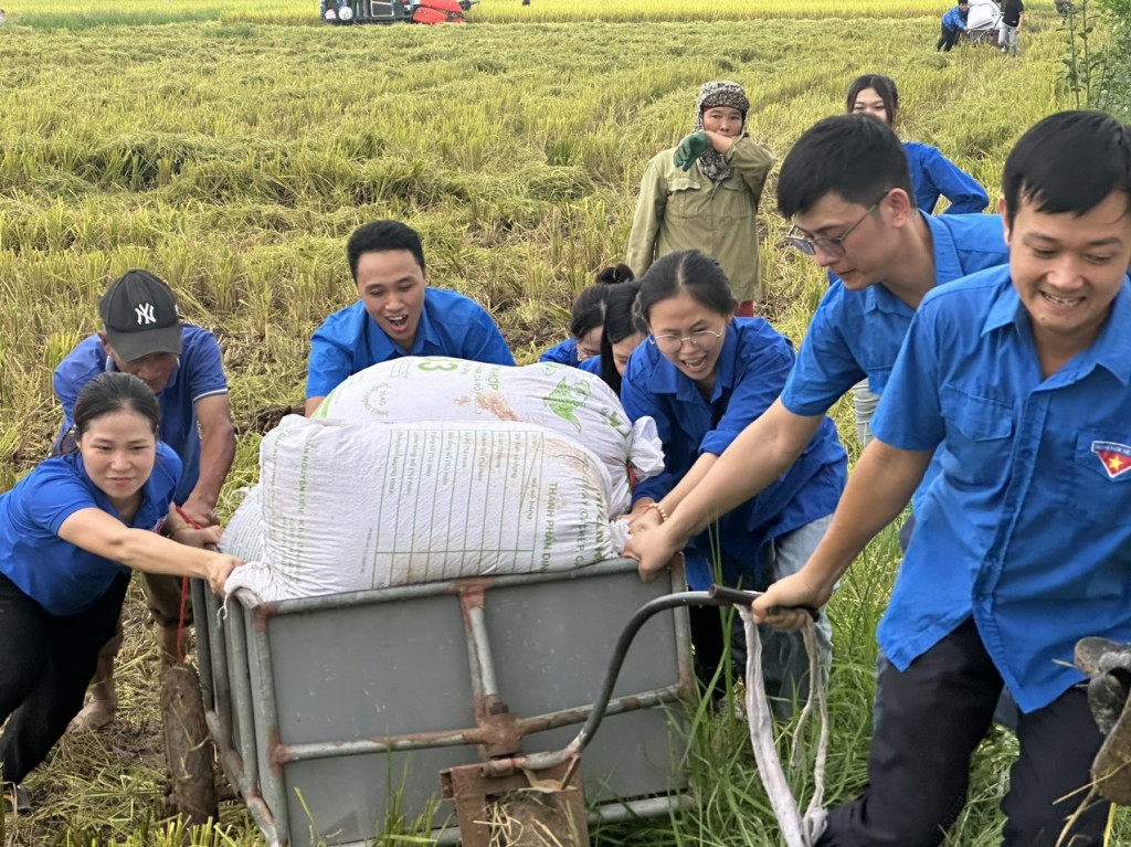 thanh niên xung kích tổ chức giúp đỡ người dân thu hoạch lúa mùa, để đảm bảo tiến độ thi công đường dây 500KV mạch 3 đi qua địa bàn tỉnh Thái Bình