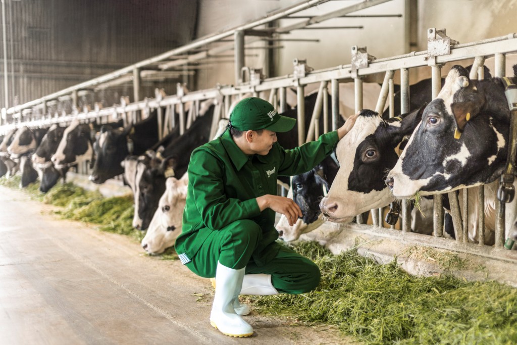 Với định hướng “xanh hóa” sản xuất, các trang trại bò sữa của Vinamilk đang trở thành hạt nhân thúc đẩy tiến trình thực hành nông nghiệp bền vững của cả vùng đất