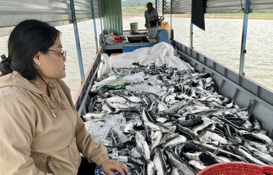 Hơn 25 tấn cá lăng chết bất thường trên hồ thủy điện Ya Ly