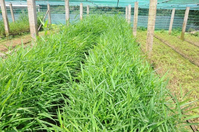 Quảng Nam triển khai dự án bảo tồn gen cây dược liệu quý hiếm