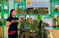 Quảng Nam: Đặc sắc Lễ hội sâm Ngọc Linh Nam Trà My