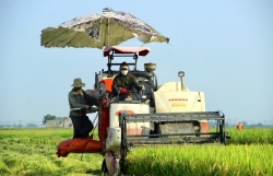 Bảo đảm thu nhập ổn định và nâng cao đời sống cho người trồng lúa trong mọi tình huống