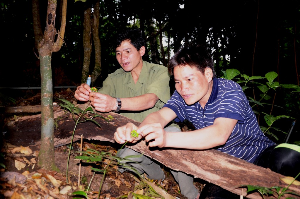 trên địa bàn tỉnh có 2 đơn vị sự nghiệp công lập nhà nước đang thực hiện chăm sóc và bảo vệ vườn Sâm giống gốc tại xã Trà Linh, huyện Nam Trà My 