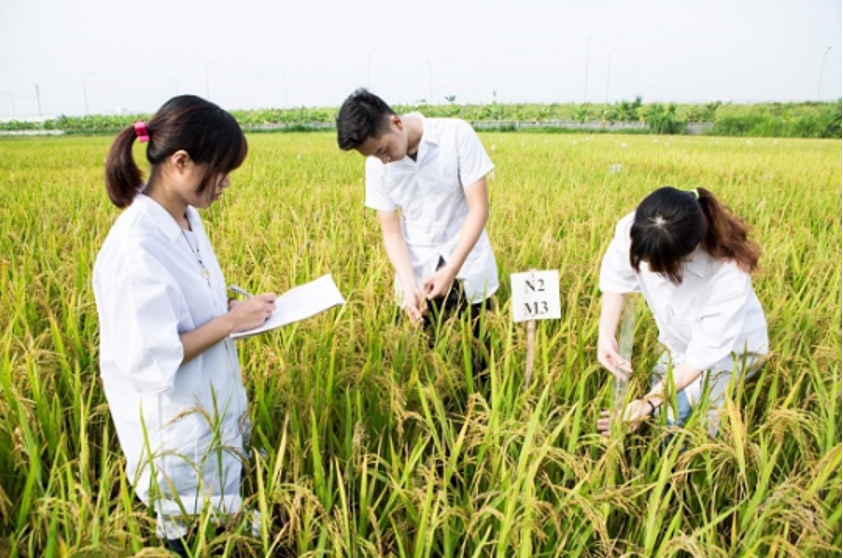 Sinh viên thực hành nghiên cứu chọn giống lúa tại Học viện Nông nghiệp Việt Nam