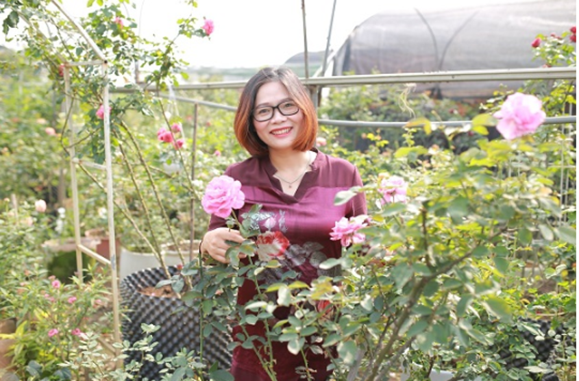Bà Lê Thị Thu Hằng – Cựu sinh viên HVN (Khóa 50), chủ cơ sở sản xuất hoa hồng tại Gia Lâm, Hà Nội (diện tích 6ha và trên 600 giống)