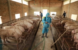 Thực hiện nghiêm các biện pháp phòng, chống bệnh dịch tả lợn Châu Phi