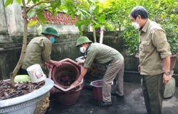 Tăng cường phòng chống sốt xuất huyết trên địa bàn thành phố