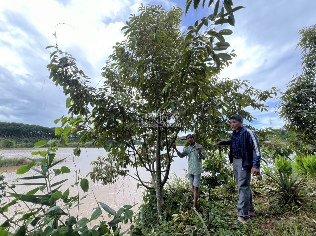 Kon Tum: Người dân chua xót nhìn đất đai, hoa màu trôi sông