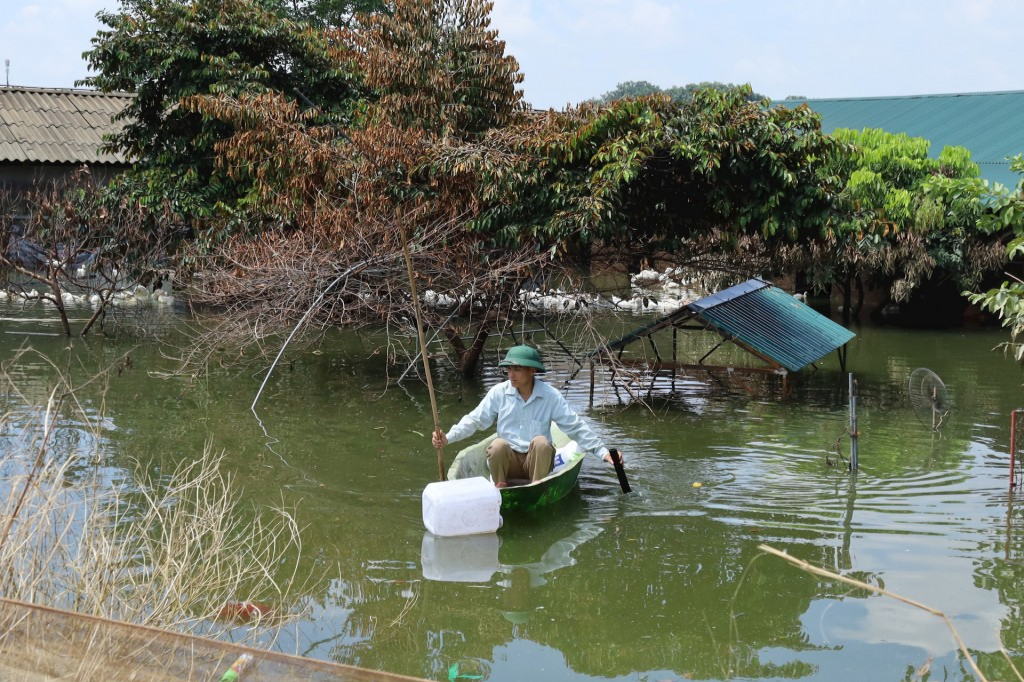 Người dân huyện Chương Mỹ kiểm tra khu vực chăn nuôi. Ảnh Bảo C