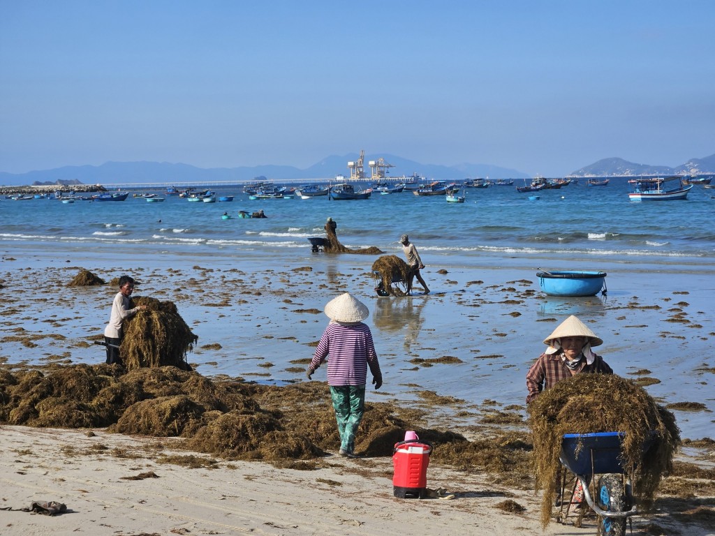 Tại bờ biển xã Ninh Phước hàng trăm ngư dân đang đẩy, rải rong biển phơi trải dài trên bờ biển (Ảnh H.Quảng)