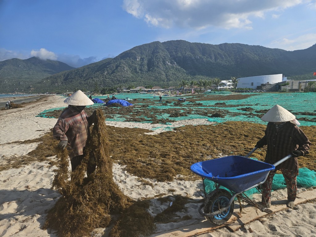 Mùa rong biển thường diễn ra từ tháng 5 - 8 hàng năm (Ảnh H.Quảng)