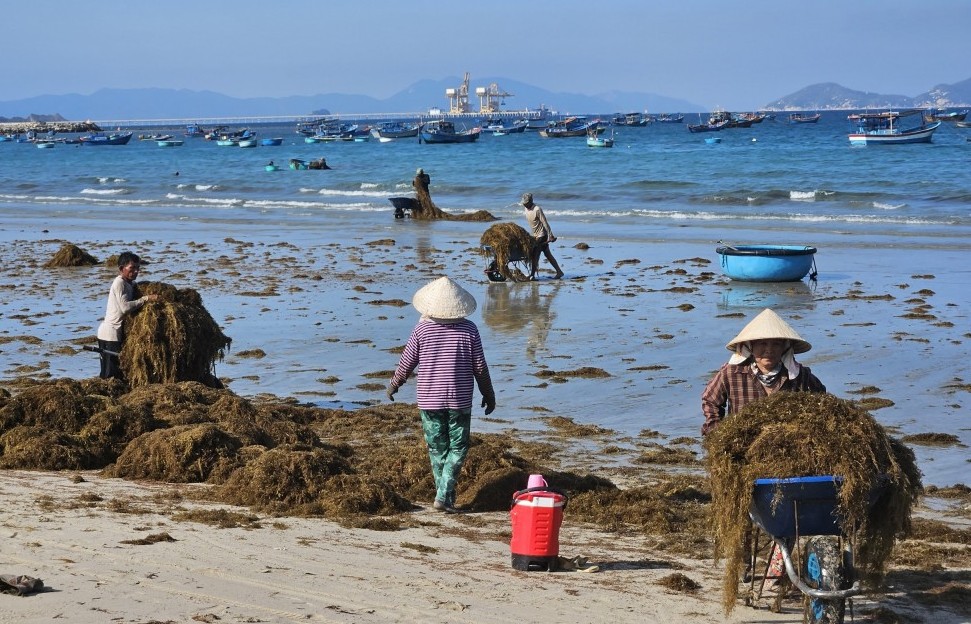 Mùa khai thác rong mơ, món quà từ biển