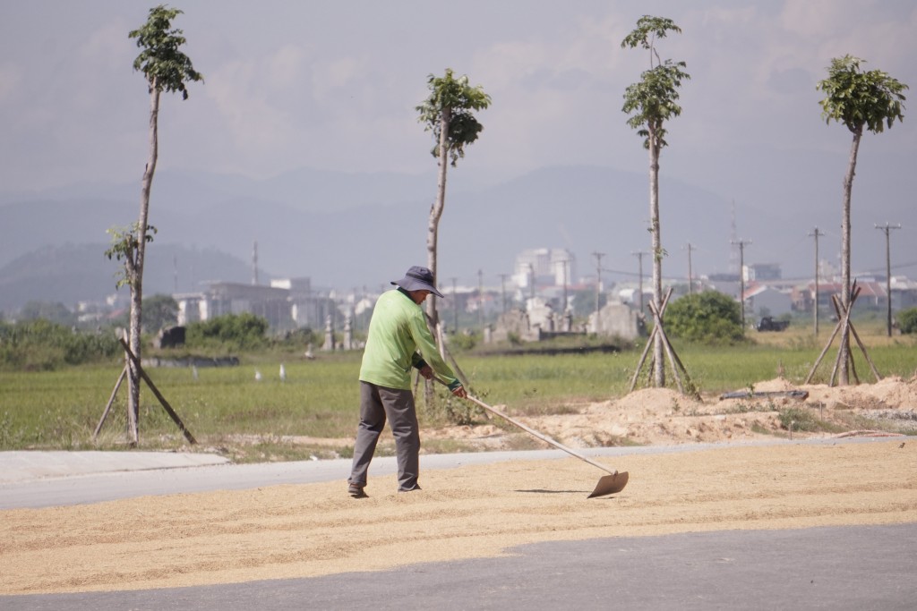 phía đầu đoạn đường dự án được người dân tranh thủ sử dụng làm chỗ phơi lúa