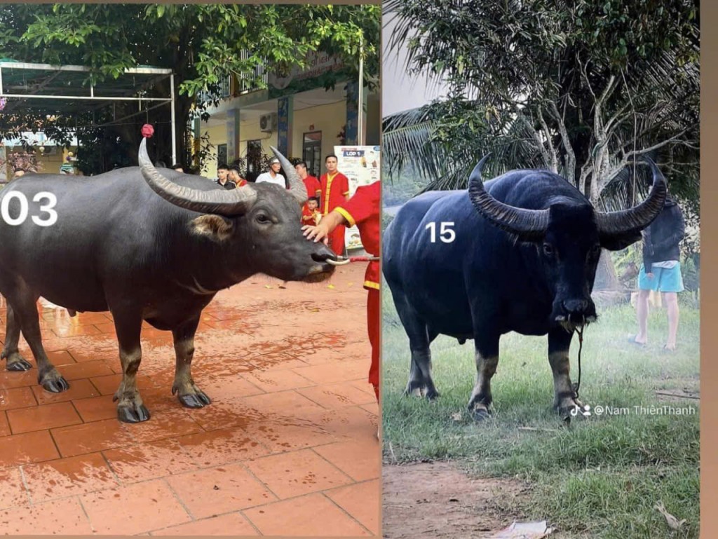 Đồ Sơn sẵn sàng cho mùa Lễ hội chọi trâu năm 2024