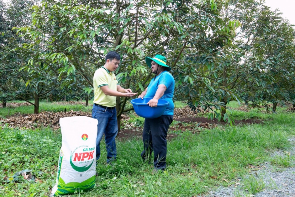 Phân bón Cà Mau: Đồng hành nâng cao giá trị sầu riêng Việt Nam