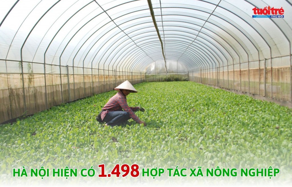 Hà Nội có 1.498 hợp tác xã nông nghiệp