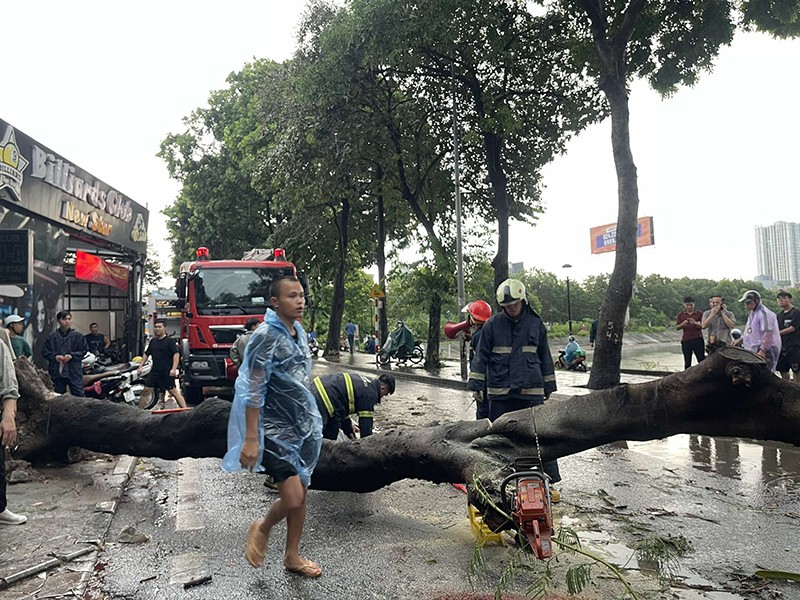 Các lực lượng chức năng nhanh chóng có mặt tại hiện trường hỗ trợ người bị nạn, đồng thời cưa hạ cây xanh, giải phóng giao thông