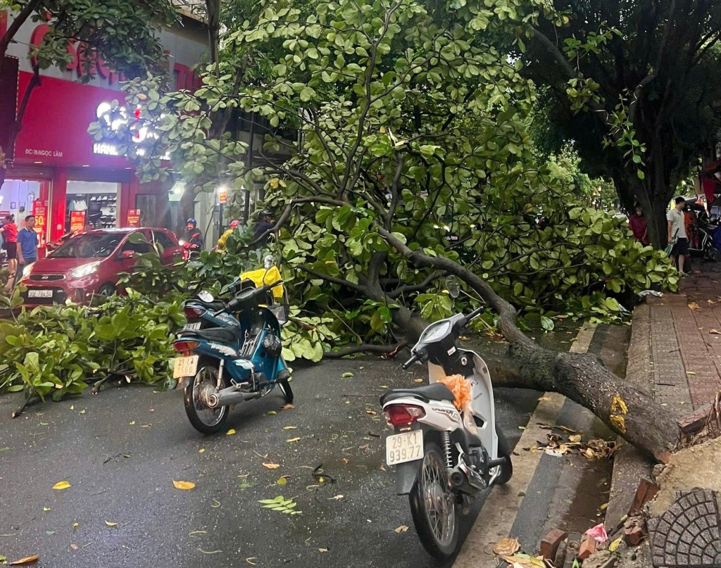 Cây đổ cản trở phương tiện lưu thông trên phố Ngọc Lâm (quận Long Biên): Ảnh: Xuân Tùng