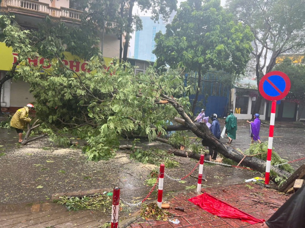 Xử lý cây gãy đổ trên địa bàn phường Trung Hoà (quận Cầu Giấy)