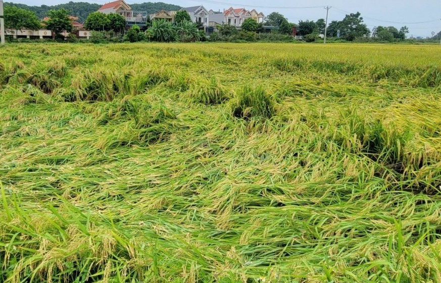 50 ha lúa bị đổ dạt do gió, lốc của bão số 3