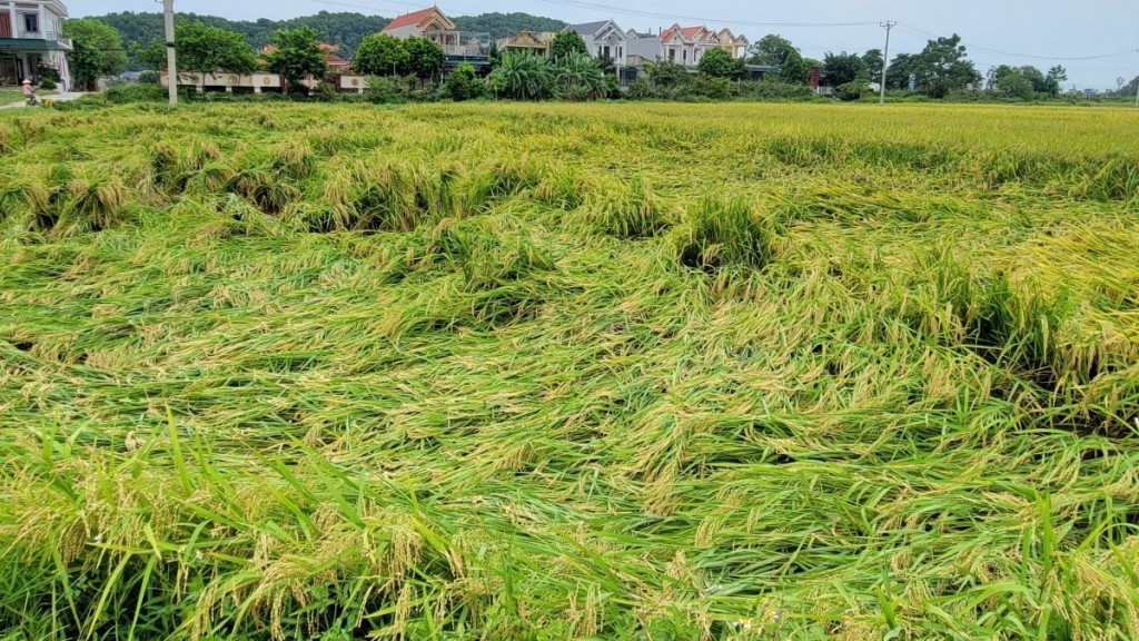 50 ha lúa bị đổ dạt do gió, lốc của bão số 3