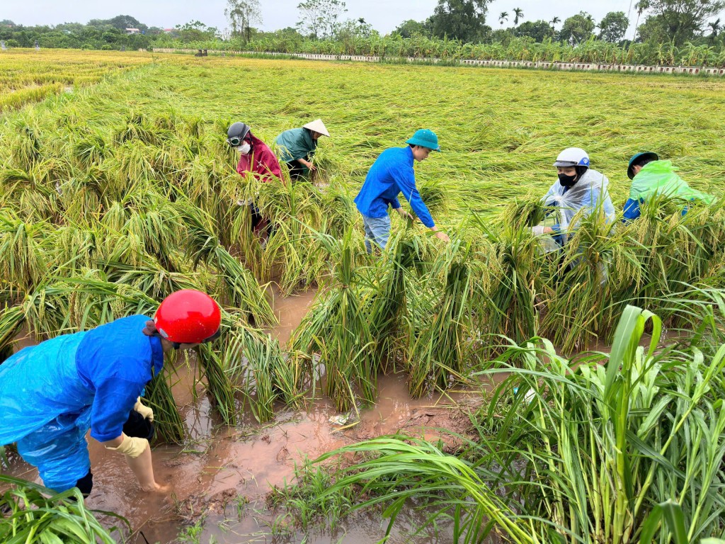 Thanh niên Hà Nội giúp người dân dựng lúa