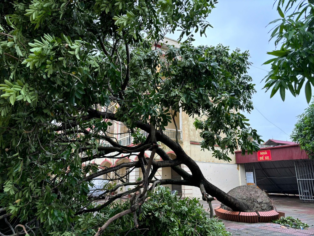 Giáo viên Hà Nội khẩn trương khắc phục hậu quả bão số 3 Giáo viên Hà Nội khẩn trương khắc phục hậu quả bão số 3