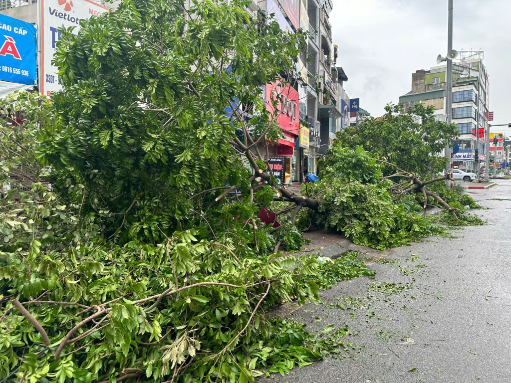 Quận Hoàng Mai bị đổ hơn 1.000 cây xanh trong bão số 3