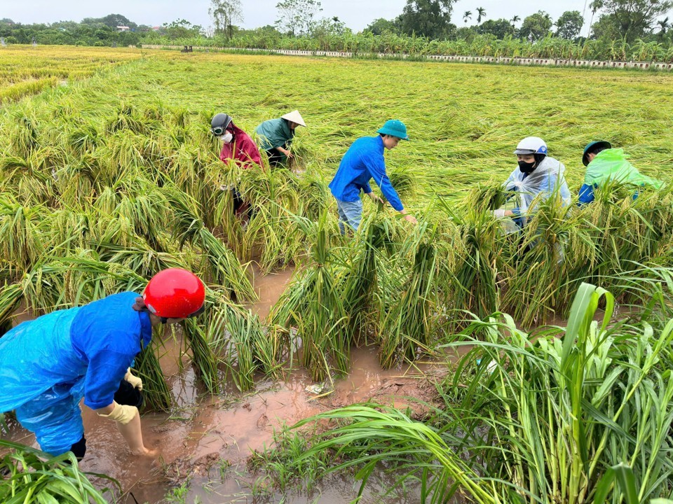 Đoàn viên, thanh niên huyện Phúc Thọ dựng lại lúa giúp dân 