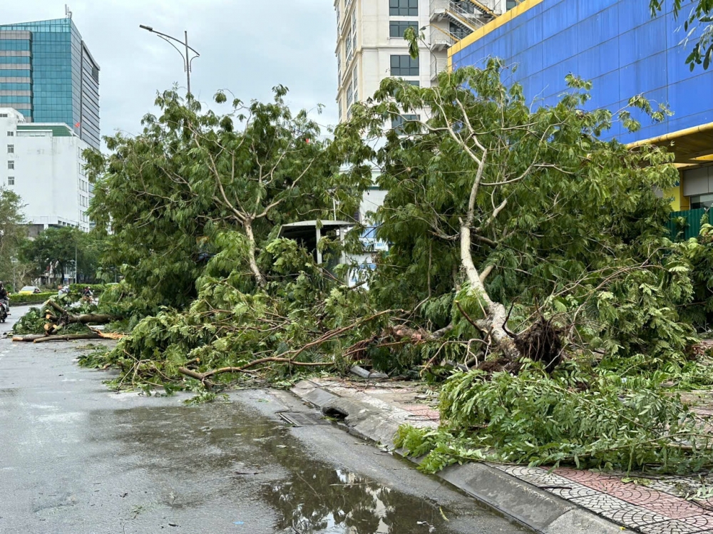 Hà Nội: Cây xanh bật gốc, gãy đổ hàng loạt sau mưa bão