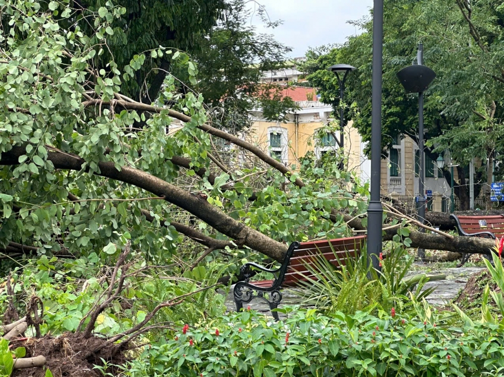 Hà Nội: Cây xanh bật gốc, gãy đổ hàng loạt sau mưa bão