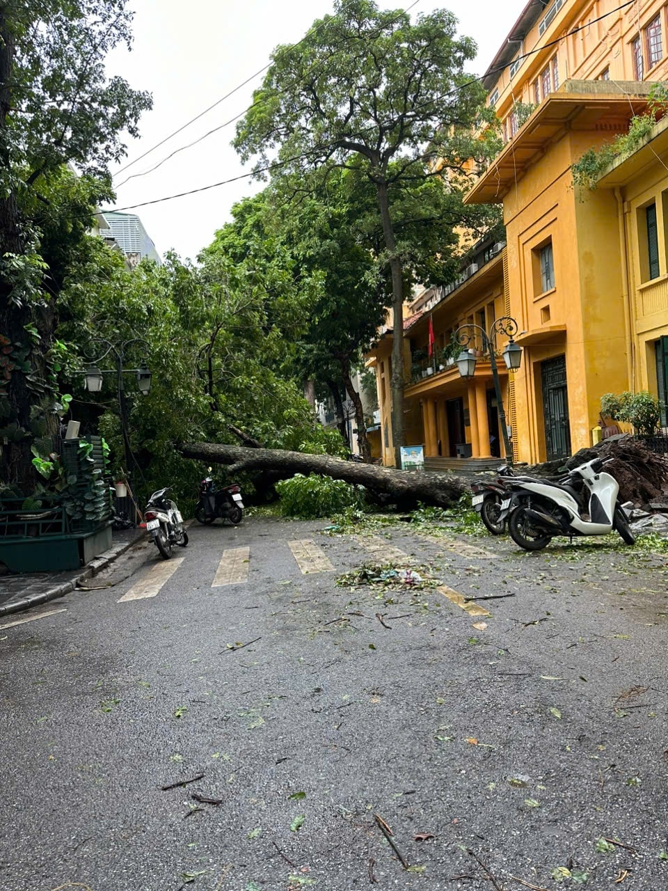 Hà Nội: Cây xanh bật gốc, gãy đổ hàng loạt sau mưa bão