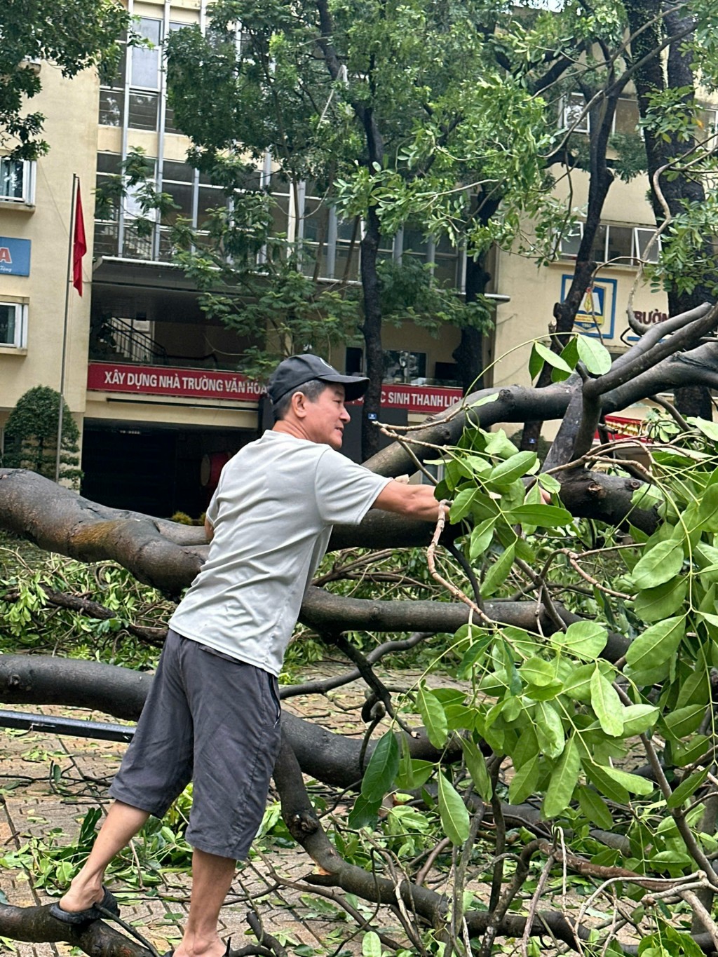 Cây xanh trường học bật gốc, gãy đổ la liệt sau bão Yagi