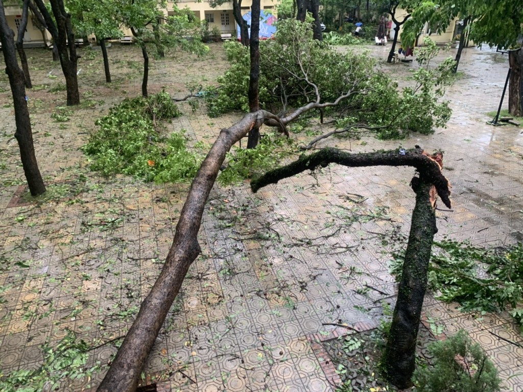 Cây xanh trường học bật gốc, gãy đổ la liệt sau bão Yagi Cây xanh trường học bật gốc, gãy đổ la liệt sau bão Yagi