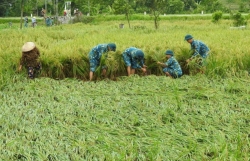 Hà Nội tập trung khôi phục sản xuất nông nghiệp sau bão số 3