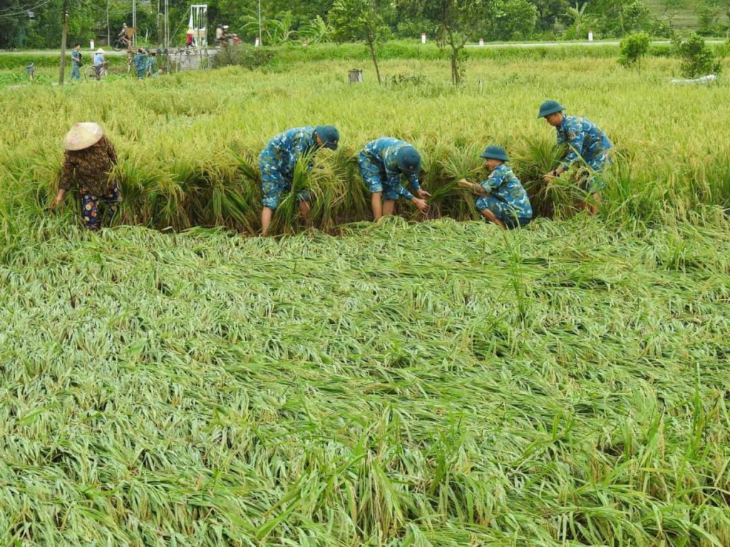 Hà Nội tập trung khôi phục sản xuất nông nghiệp sau bão số 3