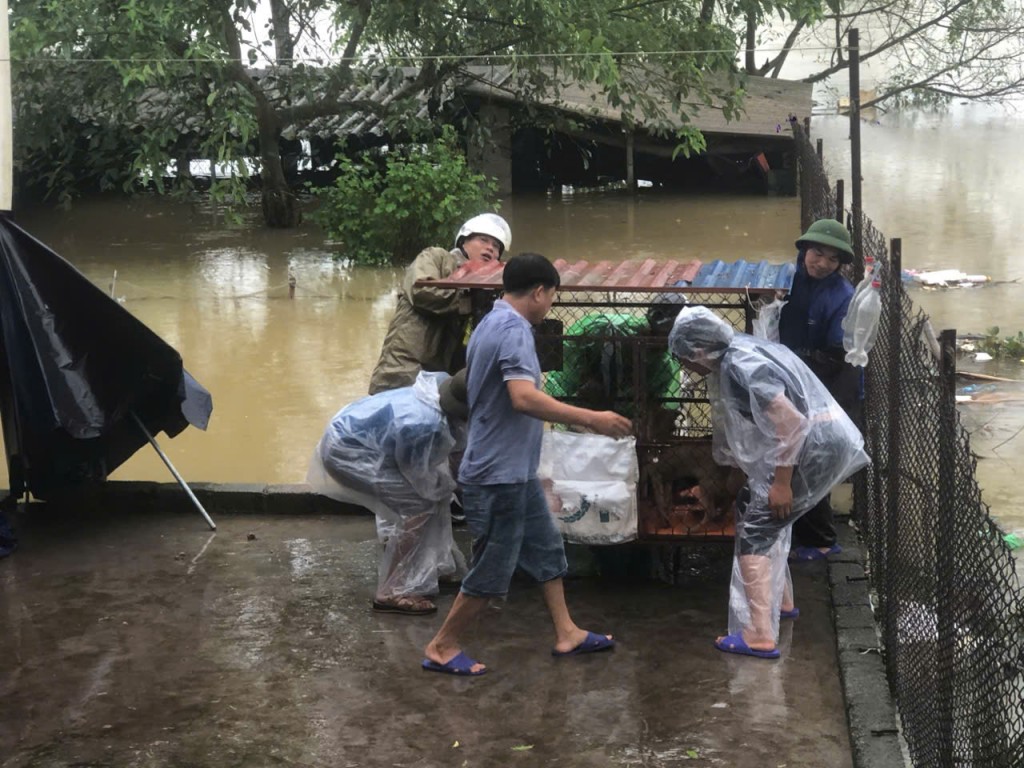 Tuổi trẻ huyện Mỹ Đức di chuyển gia xúc, gia cầm ra khởi nơi ngập lụt Tuổi trẻ huyện Mỹ Đức di chuyển gia xúc, gia cầm ra khởi nơi ngập lụt