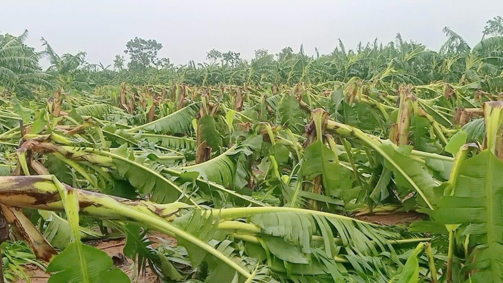 Diện tích cây gãy, đổ tại xã Minh Châu lên đến hàng trăm ha