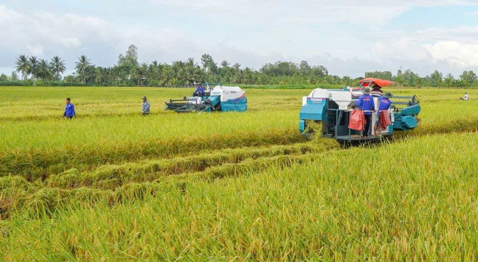 Những tấn lúa giảm phát thải từ mô hình thí điểm tại tỉnh Sóc Trăng đang được thu hoạch. Ảnh: Phương Anh 