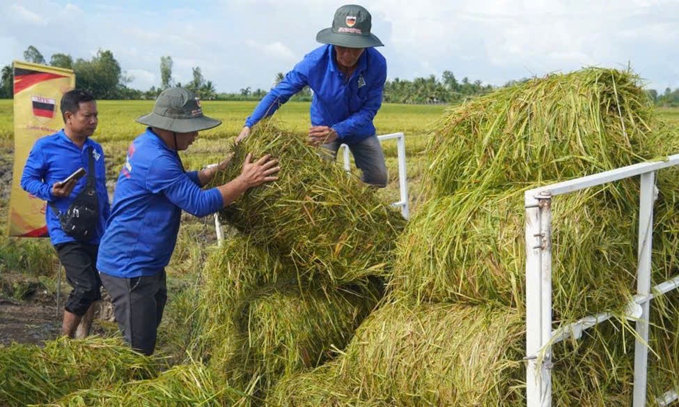 Bộ NNPTNT đang phối hợp các địa phương mở rộng diện tích trồng lúa chất lượng cao, giảm phát thải trong vụ Đông Xuân tới để tăng thu nhập cho nông dân. Dự kiến tăng lên 200.000ha vào năm 2025. Ảnh: Phương Anh