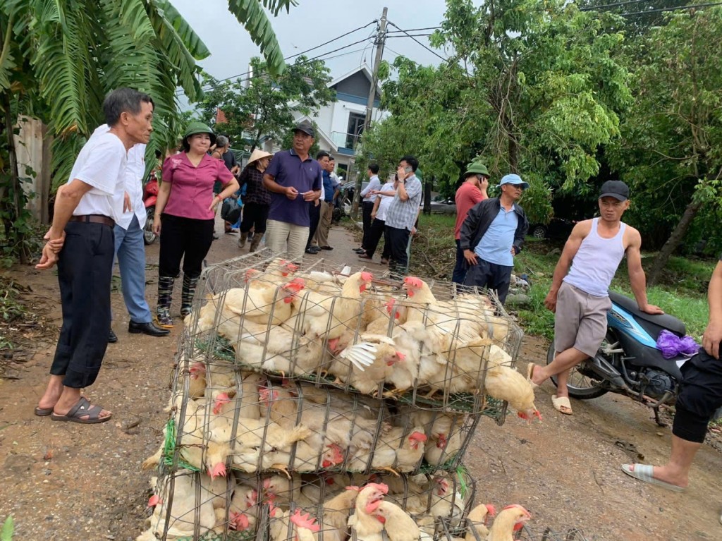 Khôi phục sản xuất, ổn định cuộc sống cho hội viên nông dân