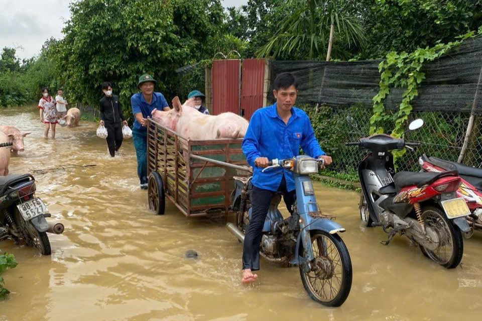 Thanh niên Mê Linh cùng lực lượng xung kích giúp dân chuyển lợn, trâu bò ra khỏi vùng ngập lụt Thanh niên Mê Linh cùng lực lượng xung kích giúp dân chuyển lợn, trâu bò ra khỏi vùng ngập lụt