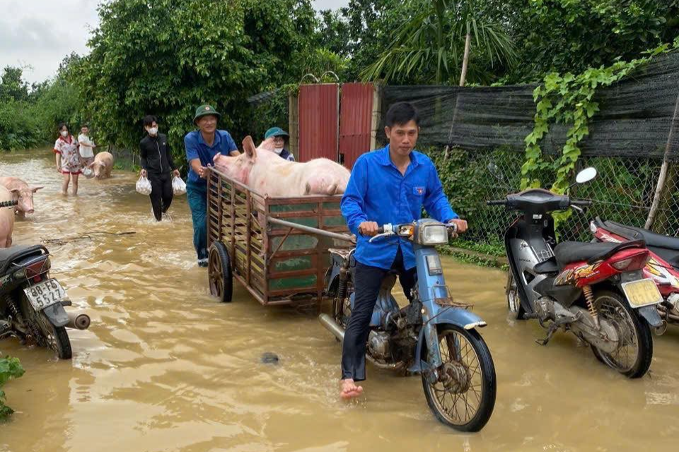 Thanh niên Mê Linh cùng lực lượng xung kích giúp dân chuyển lợn, trâu bò ra khỏi vùng ngập lụt