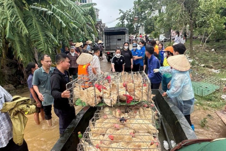Lực lượng đoàn viên, thanh niên toàn huyện Mê Linh cùng các lực lượng chức năng hỗ trợ nhân dân các xã vùng bãi sông Hồng di dời vật nuôi tại các chuồng trại ngoài bãi bị ngập và nguy cơ ngập, gia cố điểm xung yếu Lực lượng đoàn viên, thanh niên toàn huyện Mê Linh cùng các lực lượng chức năng hỗ trợ nhân dân các xã vùng bãi sông Hồng di dời vật nuôi tại các chuồng trại ngoài bãi bị ngập và nguy cơ ngập, gia cố điểm xung yếu