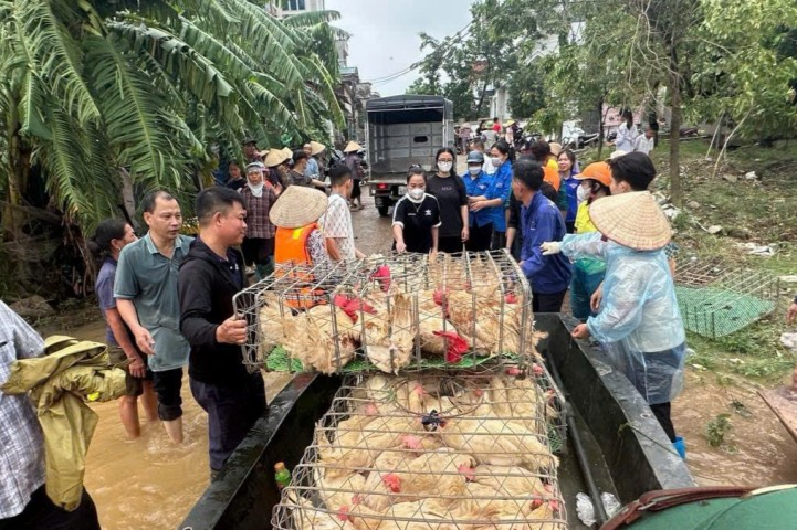 Lực lượng đoàn viên, thanh niên toàn huyện Mê Linh cùng các lực lượng chức năng hỗ trợ nhân dân các xã vùng bãi sông Hồng di dời vật nuôi tại các chuồng trại ngoài bãi bị ngập và nguy cơ ngập, gia cố điểm xung yếu