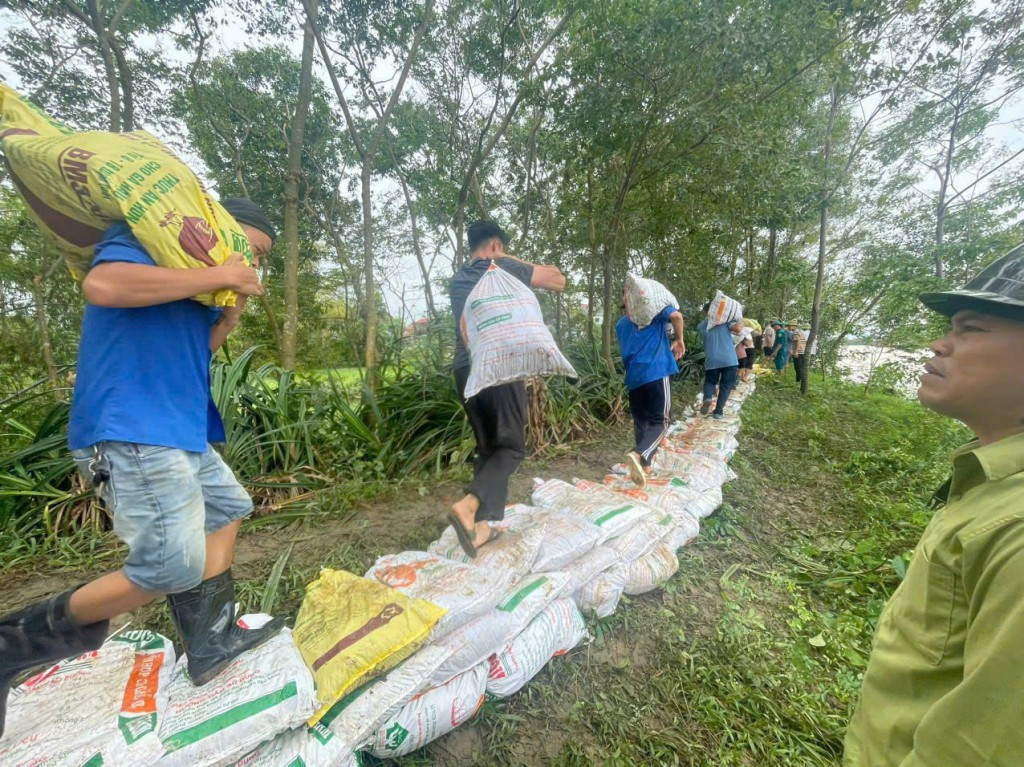 Tại huyện Thanh Oai - lực lượng thanh niên tiếp tục chung tay đóng bao cắt đắp đê ngăn nước