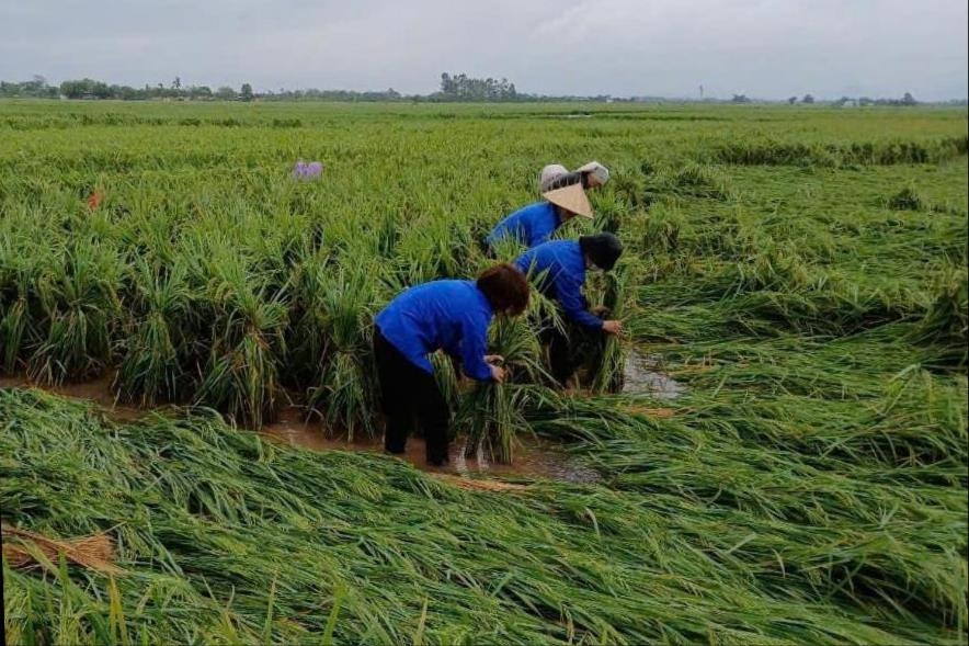 Đoàn Thanh niên tham gia hỗ trợ nhân dân xã Liên Mạc (huyện Mê Linh) buộc dựng lại lúa bị đổ do bão.