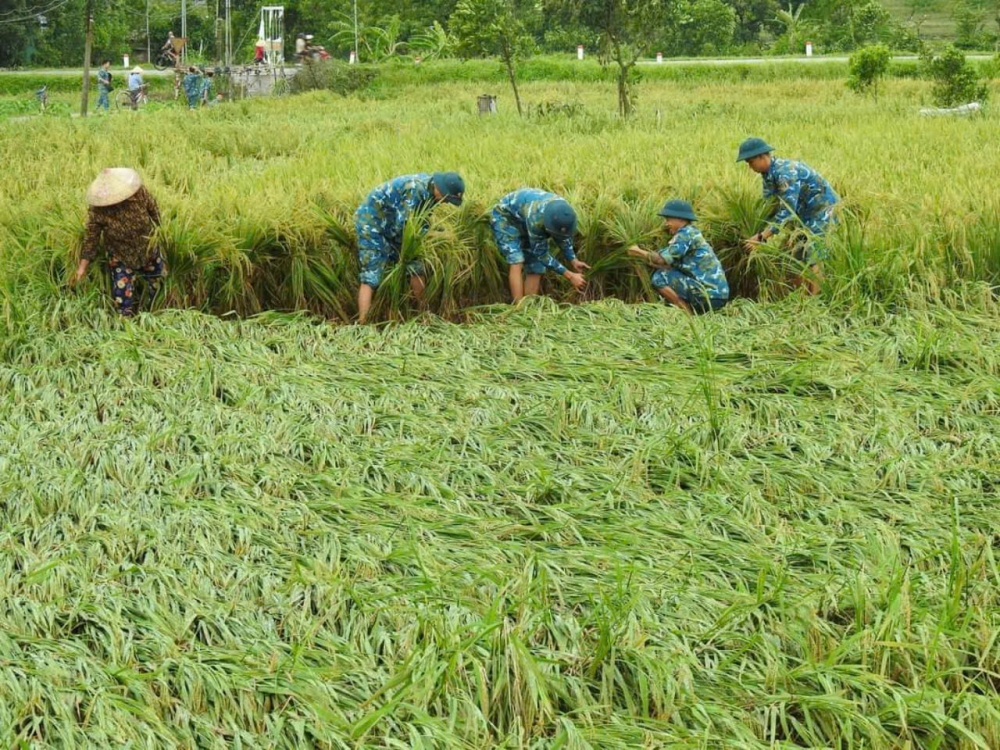 Các chiến sĩ Sư đoàn 371 hỗ trợ người dân xã Quang Tiến (huyện Sóc Sơn) buộc, dựng lại lúa. Ảnh: Ngô Huân