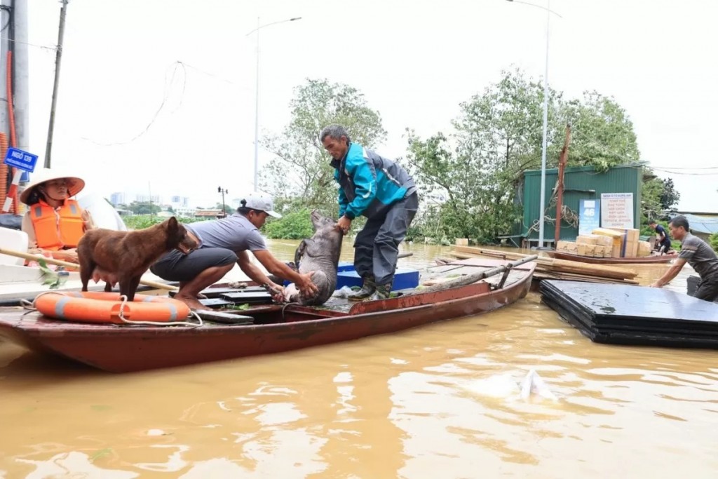 Người dân cùng nhau di chuyển tài sản, vật nuôi tránh ngập