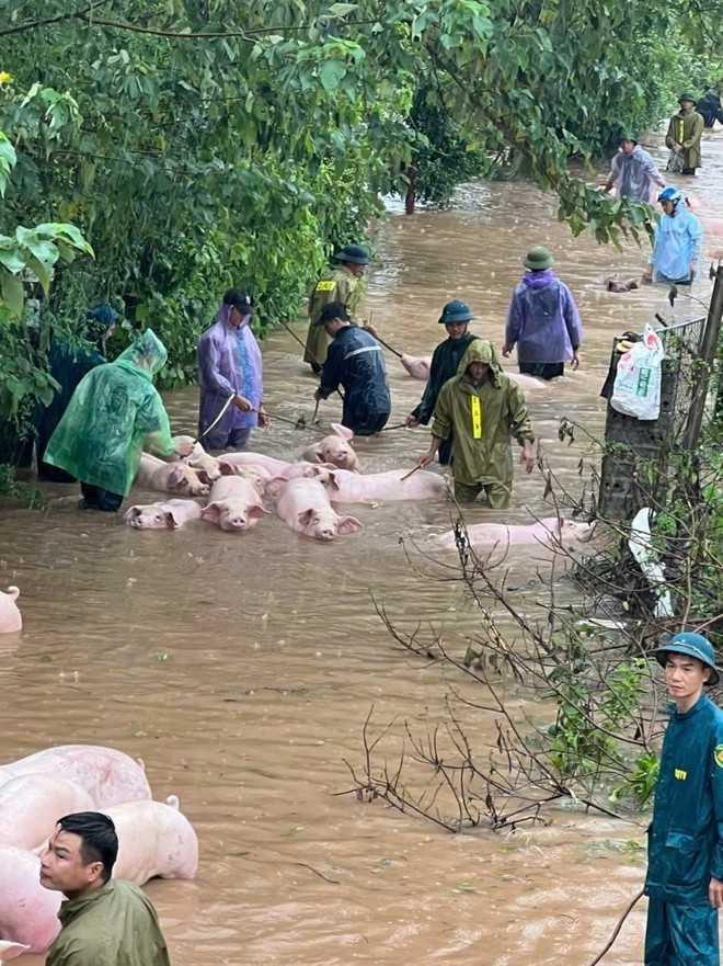 Nhiều gia súc, gia cầm của người dân đã được di chuyển đến vùng an toàn